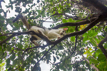 树上玩耍的花猫