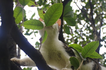 树上玩耍的花猫