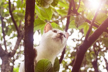 树上玩耍的花猫