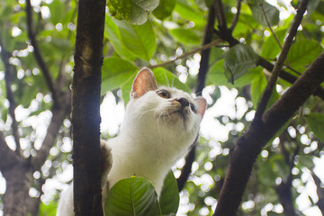 树上玩耍的花猫