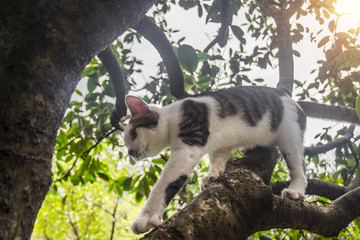 树上玩耍的花猫