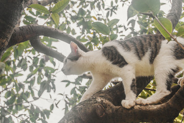 树上玩耍的花猫