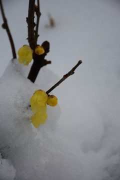 南京雨花台雪景