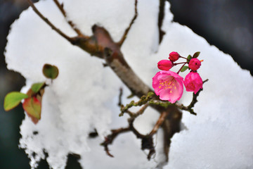 雪中開放的垂絲海棠花