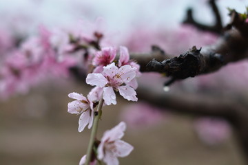 桃花 17