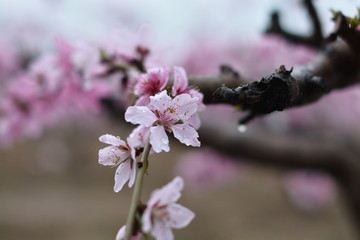 桃花 19