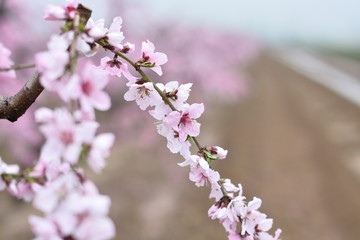 桃花 春天 花朵 桃树 花卉