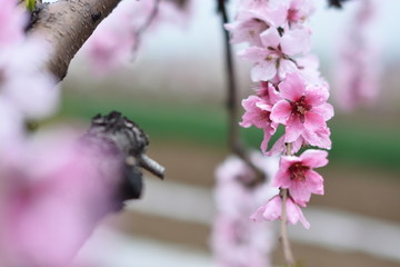 桃花 春天 花朵 桃树 花卉