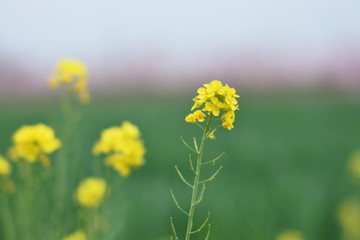 油菜花 自然 原野 春天 花田