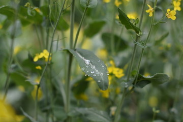 油菜花