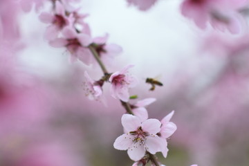 桃花 春天 桃树 花朵 植物
