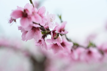 桃花 春天 花朵 桃树 花卉