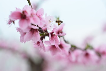 桃花 春天 花朵 桃树 花卉