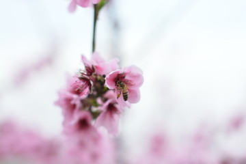 桃花 春天 花朵 桃树 花卉