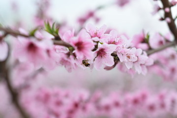 桃花 春天 花朵 桃树 花卉