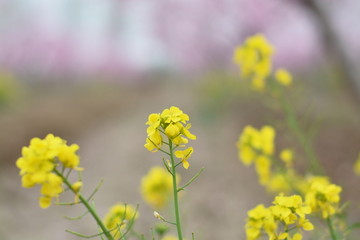 花 黄色 农田 田园 油菜花