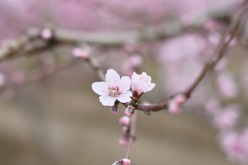 桃花 春天 花朵 桃树 花卉