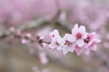 桃花 春天 花朵 桃树 花卉