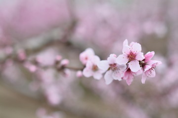 桃花 春天 花朵 桃树 花卉