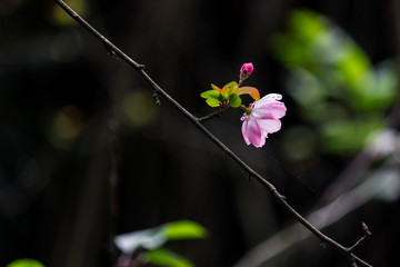 枝头海棠花