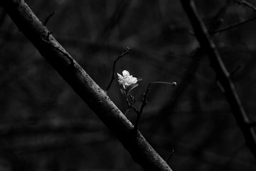 黑白海棠花