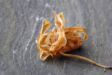 石斛花 中药 石斛 特写 花瓣