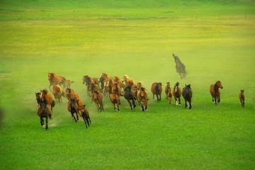 呼伦贝尔草原马群奔跑