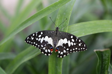 草丛中的黑黑白纹蝴蝶