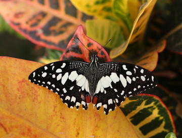 展开翅膀的黑白纹蝴蝶