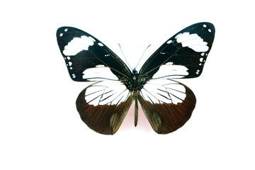 大白窗斑斑蝶标本