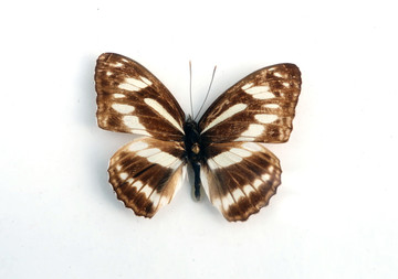 玉杵带带蛱蝶标本