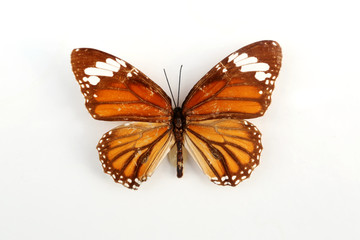 君主斑蝶标本