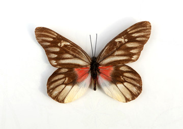 红腋斑粉蝶标本