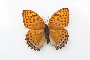 银豹豹蛱蝶标本