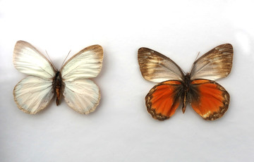 泽布斑蝶标本