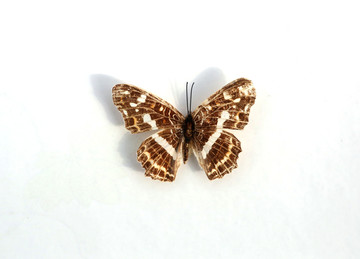 直纹蜘蛱蝶蝶标本