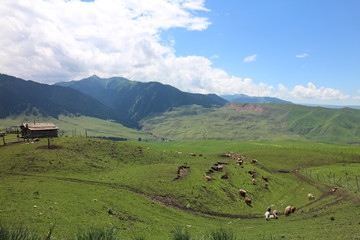 嫩绿的山坡