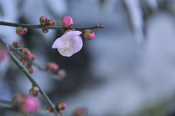 梅花傲骨