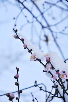 梅花傲骨