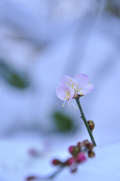 梅花傲骨