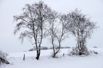 雪景