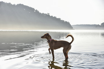 湖边小狗