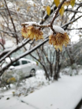 寒冬冰雪梅花开 （1）