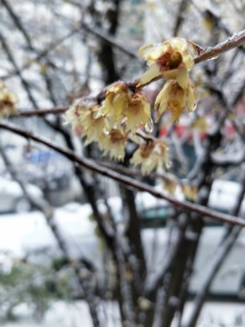 寒冬冰雪梅花开 （19）