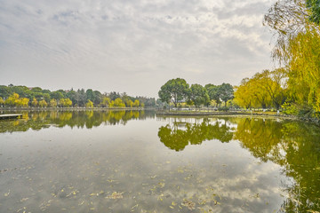 湖边柳树林 秋景 高清大图