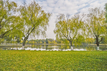 湖边柳树林 秋景 高清大图