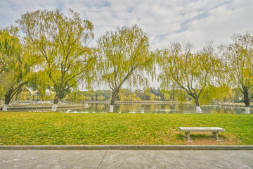 湖边柳树林 秋景 高清大图