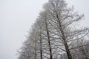 九华山雪景