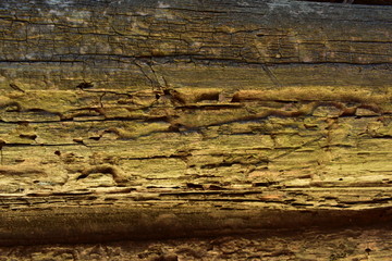 树纹背景 旧木头