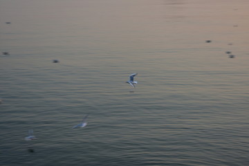 飞翔的海鸥